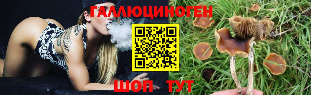 Псилоцибиновые грибы Cubensis Великий Новгород