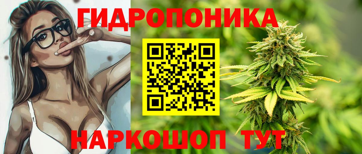 Канабис OG Kush Великий Новгород
